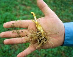 Branched Broomrape